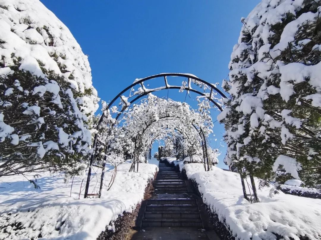 雪落玉龙，三冬含暖。